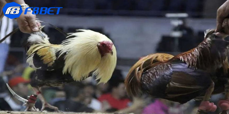 Đặc điểm nổi bật của đá gà trực tiếp CPC4