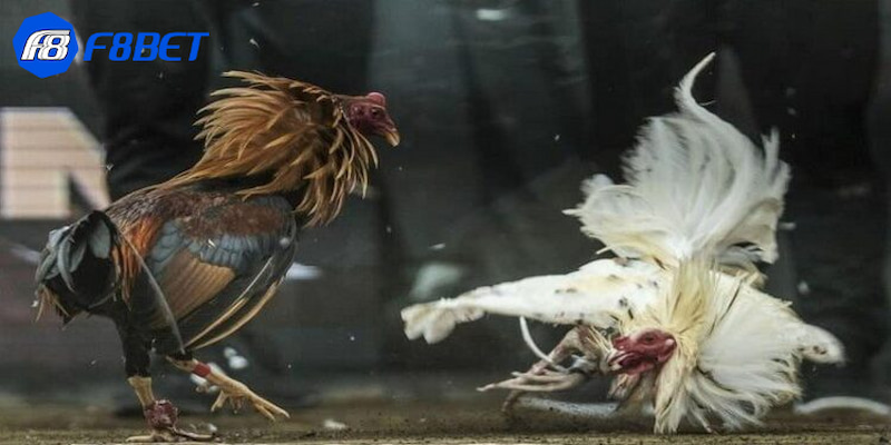 Tổng quan về loại đá gà trực tiếp CPC4 là gì