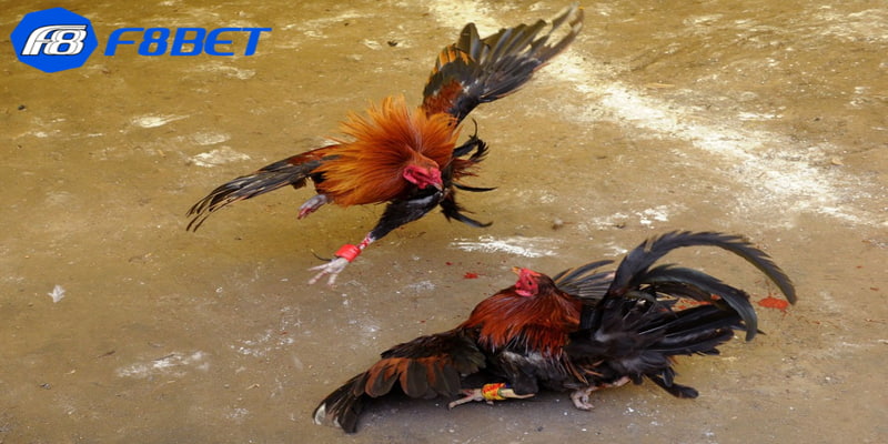 Chi tiết về luật chấp trong đá gà cho người mới