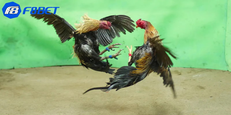 Khái niệm cơ bản về luật chấp trong đá gà