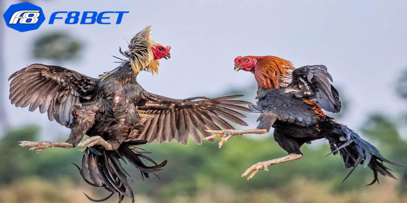 phần mềm hack đá gà Tăng cơ hội chiến thắng