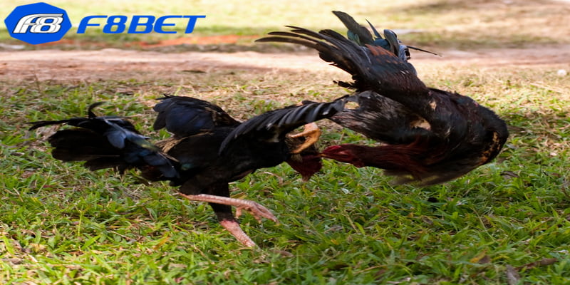 Tại sao nên xem trực tiếp bình luận đá gà