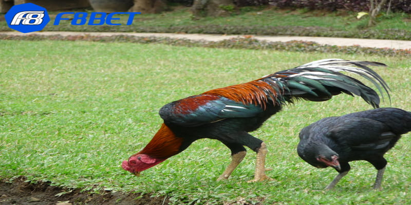 Cung cấp thông tin chi tiết và kịp thời