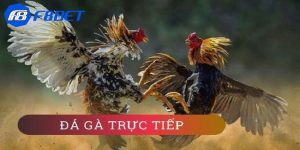 kèo đá gà trực tiếp