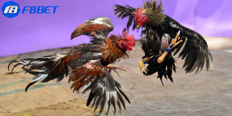 luật chấp trong đá gà